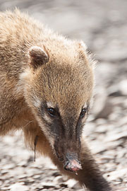 Picture 'Br1_1_01535 Coati, Brazil'